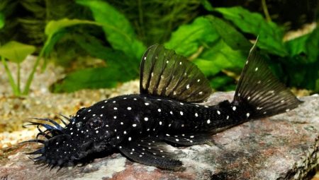 Keeping and caring for aquarium catfish