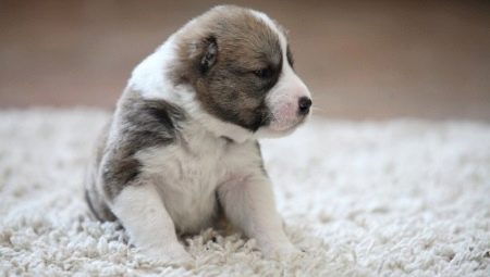 Maintenance and upbringing of Alabai puppies at 2 months