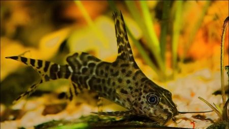 The upside-down catfish: maintenance and care, compatibility with other fish