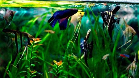 Compatibility of scalars with other fish