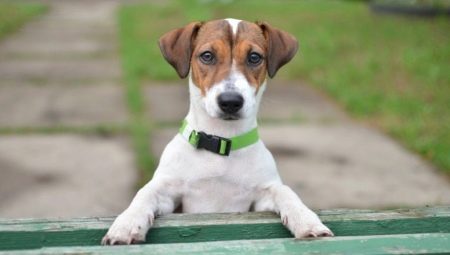 Liste de surnoms pour Jack Russell Terrier