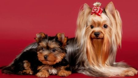 Liste des surnoms des Yorkshire terriers