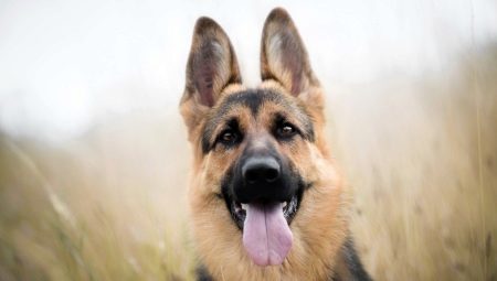 List of nicknames for the German shepherd girl