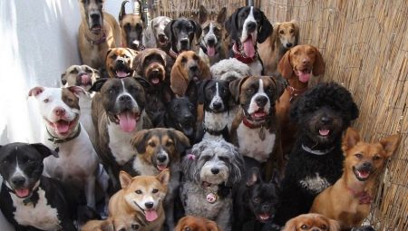 List of nicknames for dogs with the letter D
