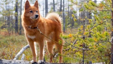 List of dog breeds similar to fox