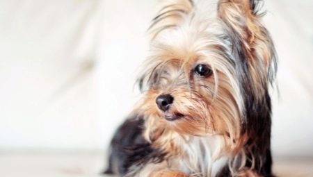 List of Japanese nicknames for dogs