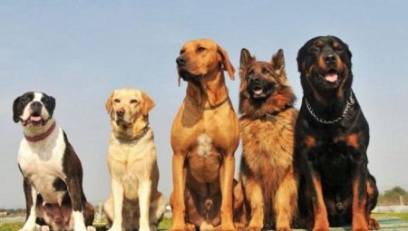 Comparison of dog breeds