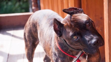 Brindle Staffordshire Terrier: what does it look like and how to keep it?