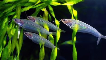 Glass catfish: description and secrets of content