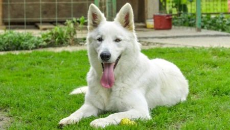 Guard dog breeds: common features, types and tips for choosing