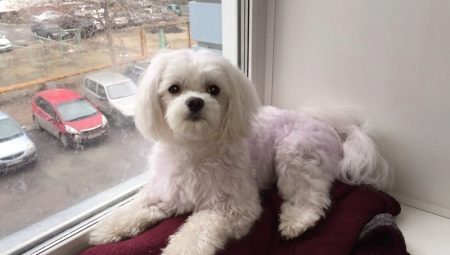Grooming a lapdog: tips and original ideas