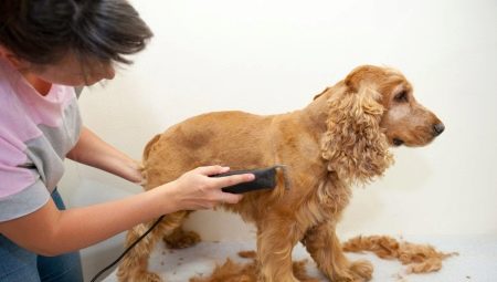Cocker spaniel haircut: types and procedure