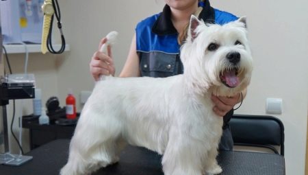 Grooming West Highland White Terrier: requirements and types
