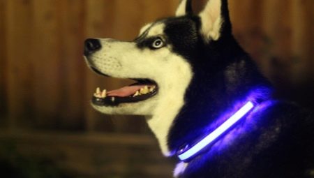 Colliers de chien lumineux