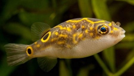 Dwarf tetradons: characteristics, tips for care and breeding