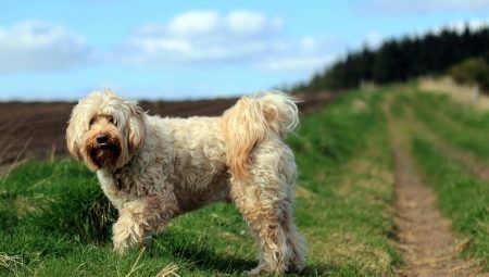 Tibetan Terrier: breed description and secrets of keeping dogs