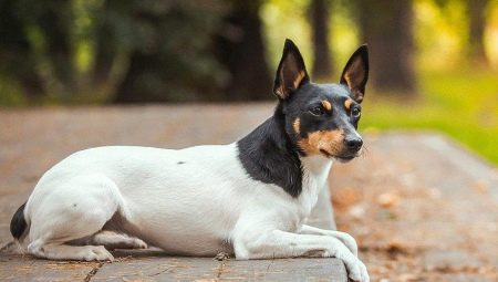 Toy fox terrier: description and care tips