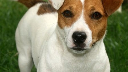 Jack Russell Terrier trimming and grooming