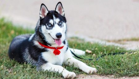 Conditions for keeping a husky and proper care
