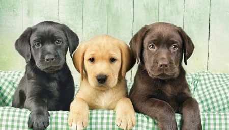 Variations de couleur du Labrador