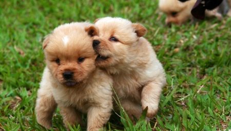 Variants of nicknames for boys of small breeds