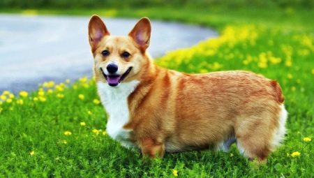 Corgi weight and dimensions