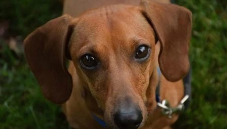 Lop-eared dogs: an overview of popular breeds and the nuances of keeping
