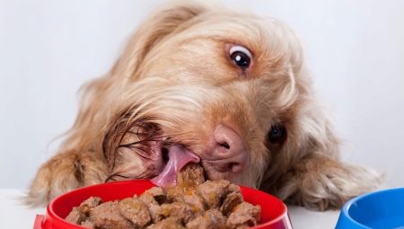 Premium Wet Food for Dogs
