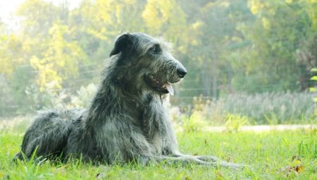 Wolfhounds: description of breeds, history, features of maintenance and upbringing