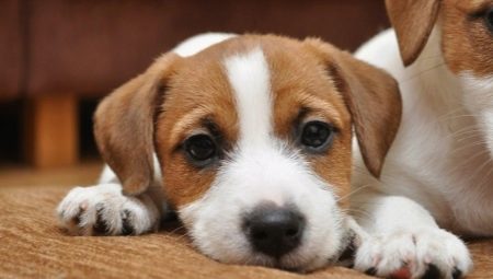 Raising and training the Jack Russell Terrier