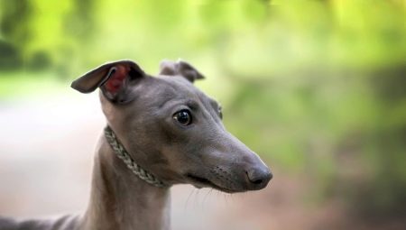 All about Italian greyhounds