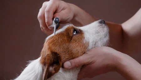 All about dog shedding