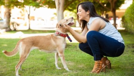 All about a dog's habituation to a new owner