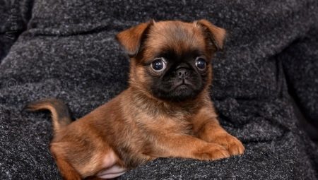 All about the petit-brabancons