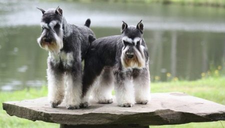All about the size of the miniature schnauzer