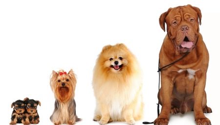 Tout sur la taille des chiens: variétés et méthodes de mesure