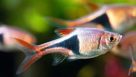 Tout sur le poisson rasbor