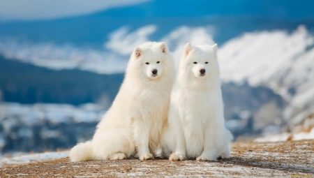 All about the Samoyeds
