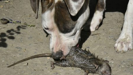 All About Pied Piper Dogs