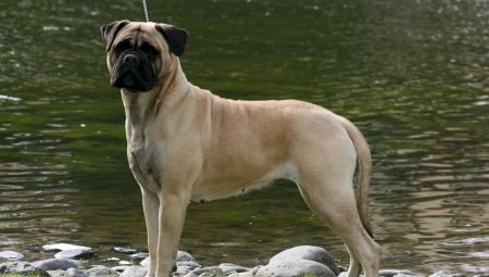 Tout sur les chiens molossiens