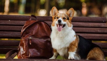 All about the Welsh Corgi Pembroke