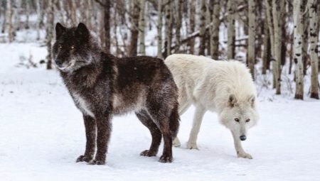 All about wolfdogs