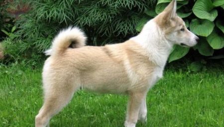 All about the West Siberian Laika