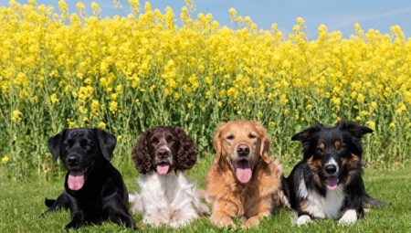 Choosing nicknames for dogs