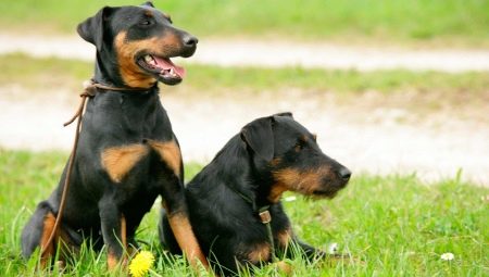 Jagdterrier : variétés, règles de contenu et choix d'un surnom