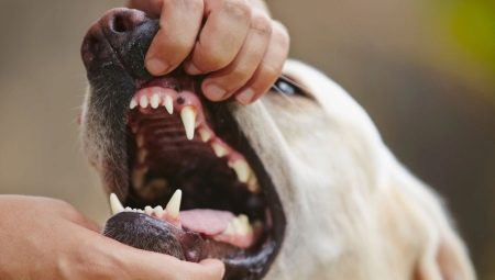 Teeth in dogs: number, structure and care