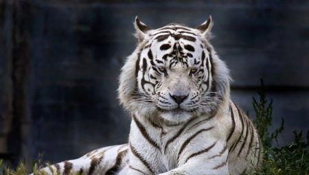 1950 - the year of what animal and how is it characterized?