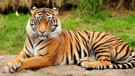 1974 - the year of which animal and what are its features?