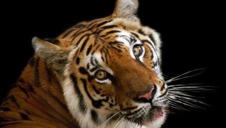 1986 - the year of what animal and what is characteristic for it?