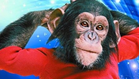 2016 - the year of which animal and what does it mean?